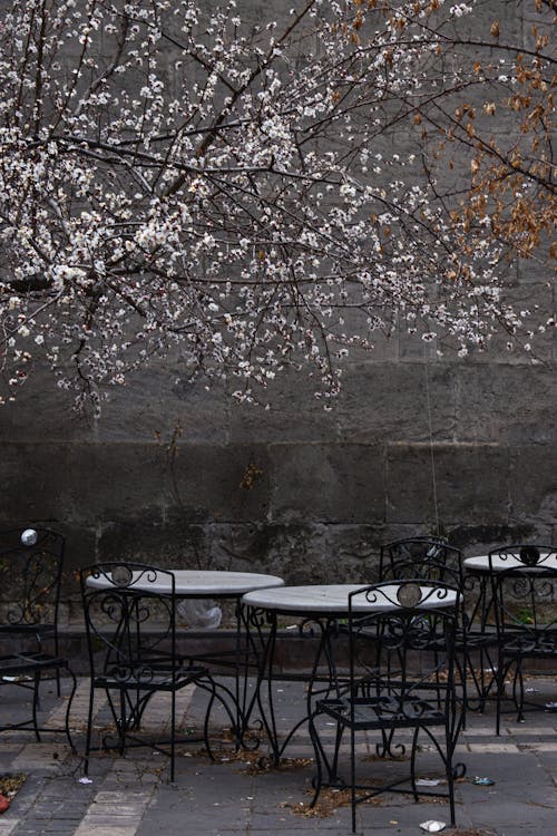 Immagine gratuita di al fresco, fiore di ciliegio, mobilia