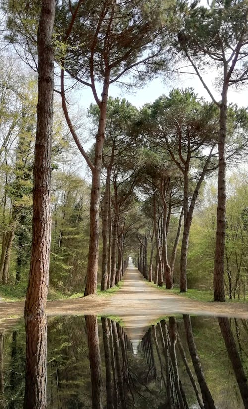 Бесплатное стоковое фото с дерево, деревья лес, дорога