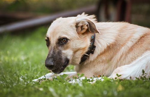 Free Close-up of a dog with a collar lying on green grass in an outdoor setting. Stock Photo