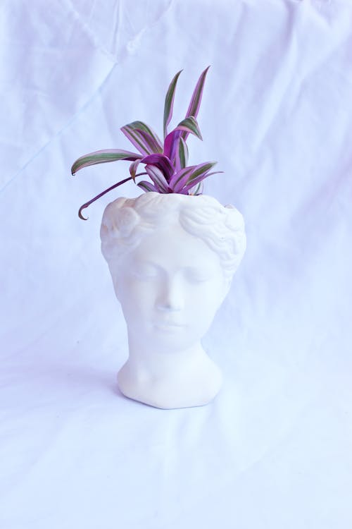 Plant on a White Ceramic Head Bust 