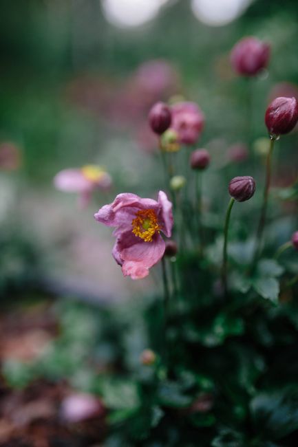Blossoming pink anemones on thin stems growing on blurred background of green garden