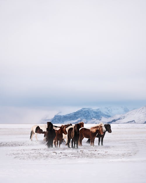 Gratis lagerfoto af dyr, dyrefotografering, equus