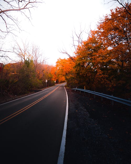 Foto d'estoc gratuïta de arbres, asfalt, autopista