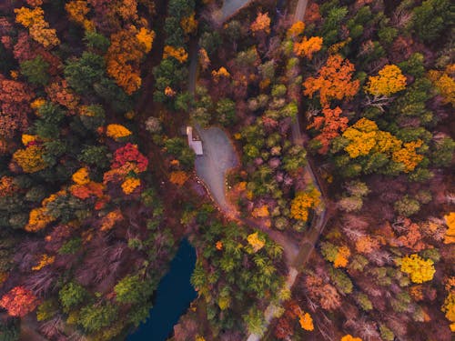 Forest During Fall Season 