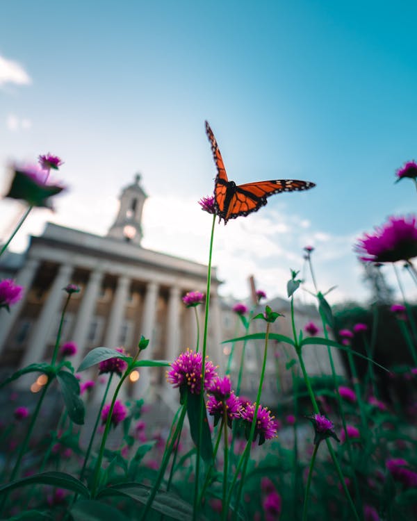 Close-Up Shot of a Butterfly on a Flower