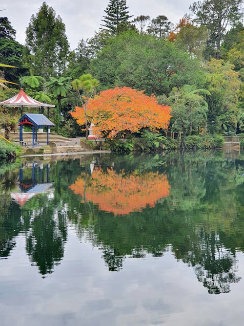 Бесплатное стоковое фото с дерево, озеро, осень