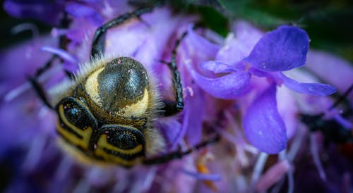 Free Macro Shot of a Bug on Purple Flower Stock Photo