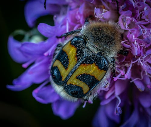 Gratuit Photos gratuites de abeille, délicat, féconder Photos