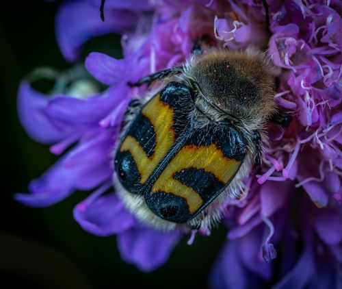 Free Macro shot of a bee pollinating a vibrant purple flower, showcasing nature's delicate beauty. Stock Photo