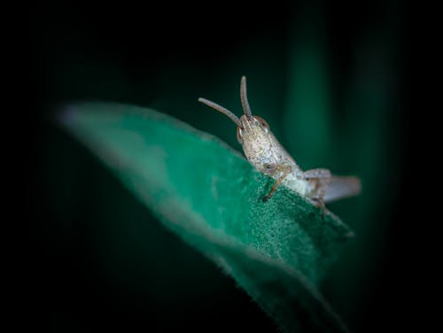 微距拍摄, 昆蟲, 棲息 的 免费素材图片