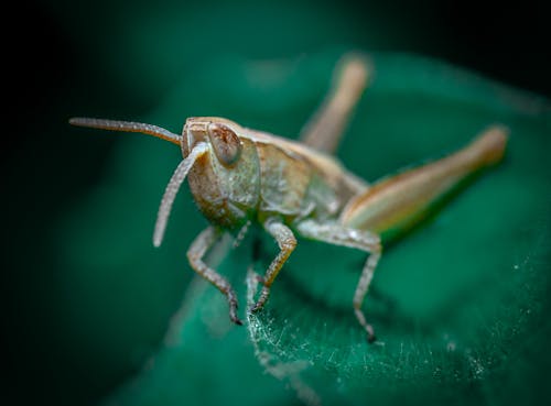 Close-Up Shot of a Grasshopper on a Green Leaf