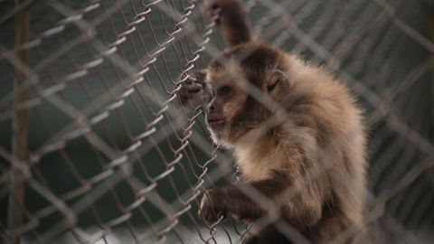 Caloric restriction in primates: why two long experiments reached different conclusions