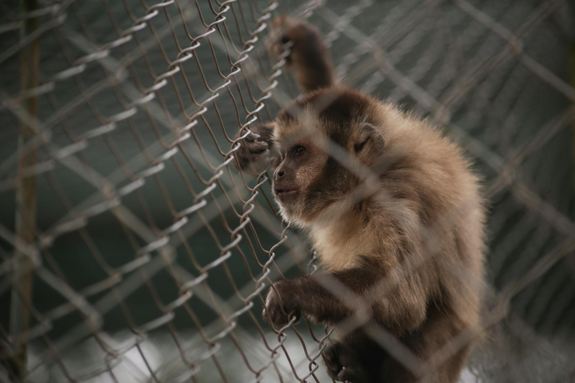 A capuchin monkey peers through a wire fence, symbolizing captivity.