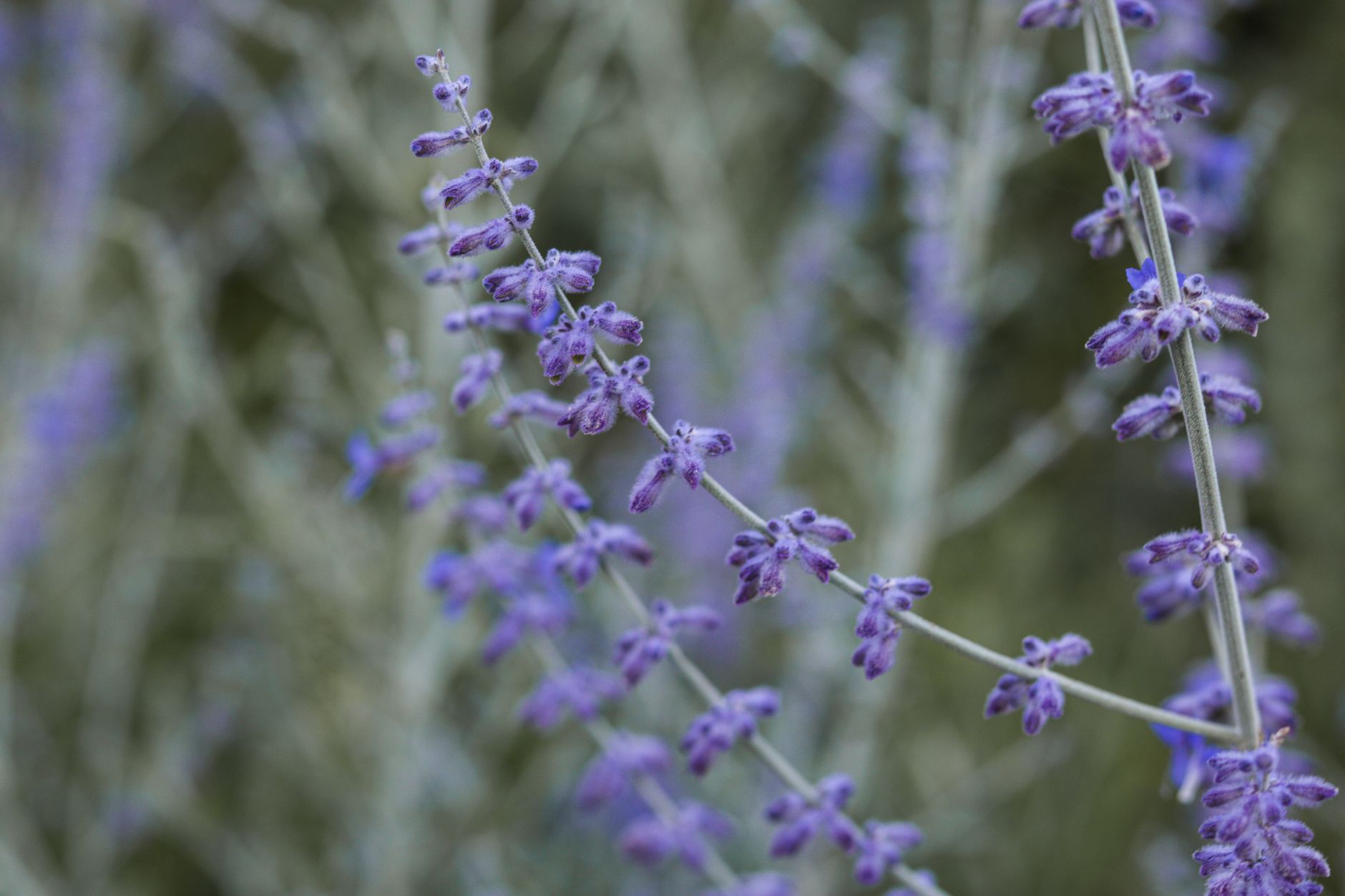 Macro shot of vibrant purple lavender flowers in full bloom, highlighting their delicate petals and lush growth.