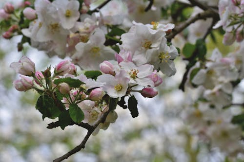 Gratis Foto stok gratis apel mekar, berkembang, bunga-bunga Foto Stok