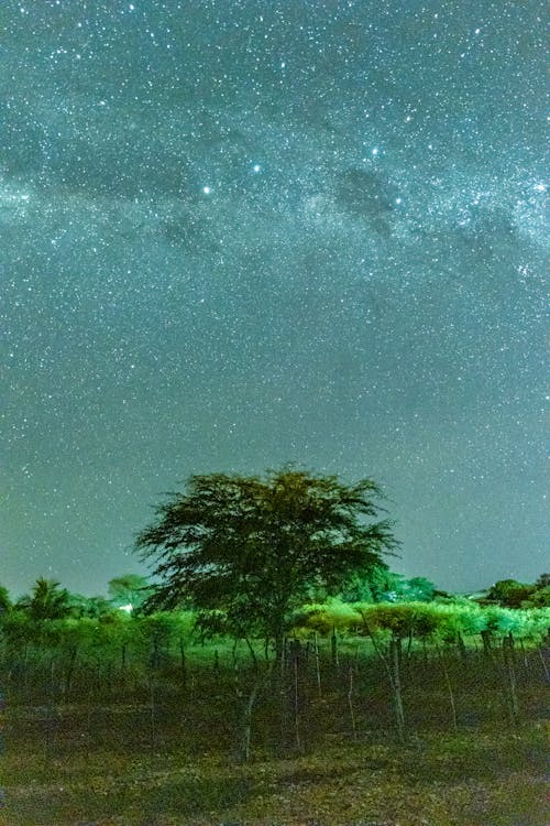 Free Green Trees Under a Starry Night Sky Stock Photo