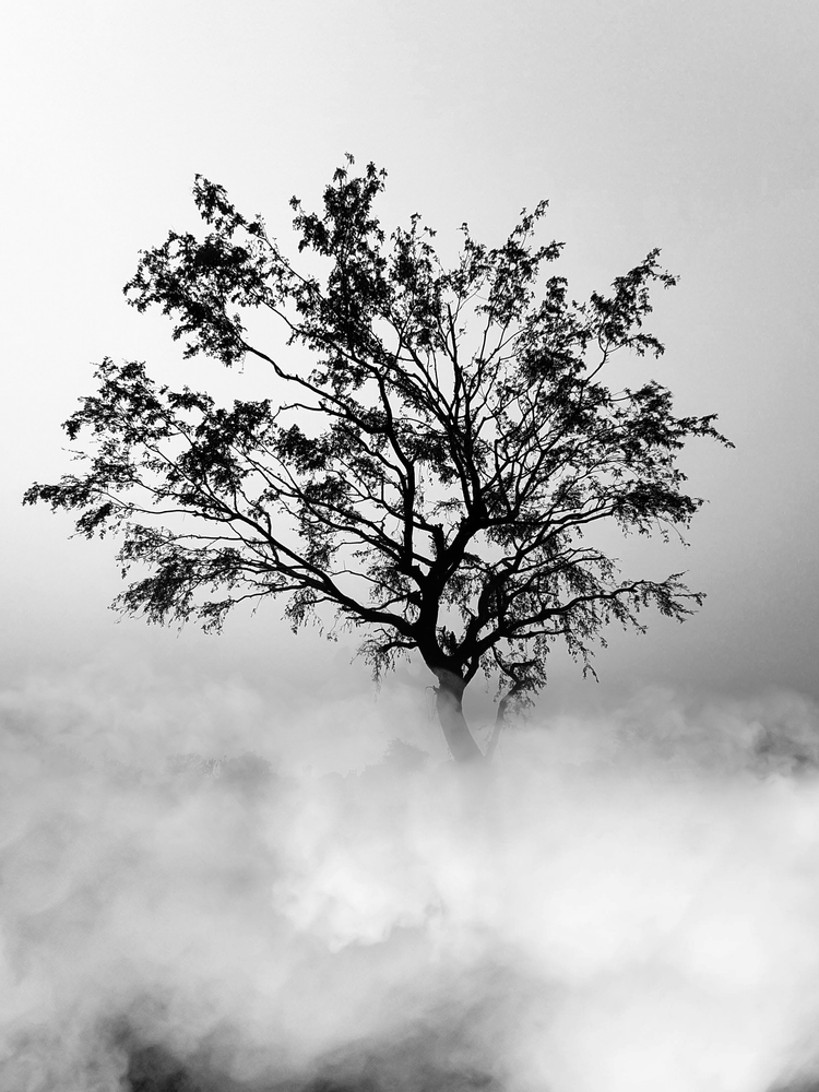 Ethereal Tree Photos, Download The BEST Free Ethereal Tree Stock Photos ...