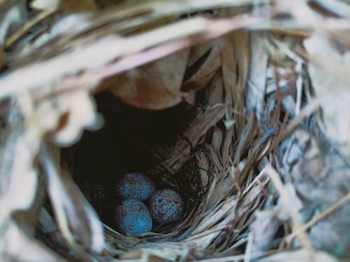 Overhead Shot of Eggs in a Nest