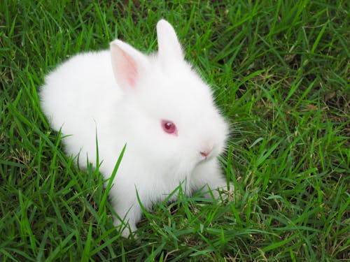 Free stock photo of rabbit