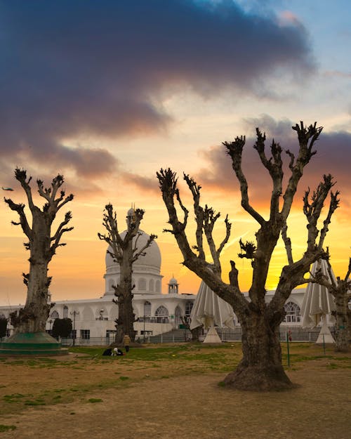 Immagine gratuita di alberi senza foglie, dargah sharif, edificio