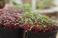 Red and Green Plant on Black Plastic Pot