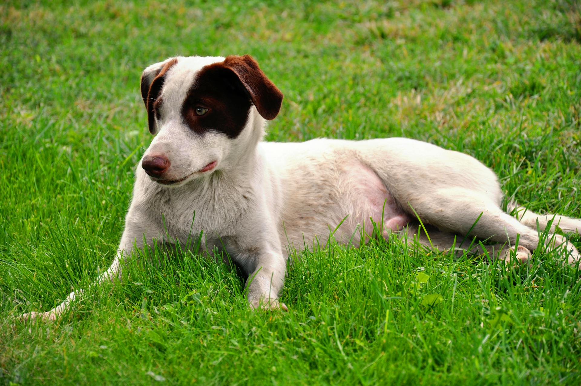 Mongrel Dog lying on Green Grass