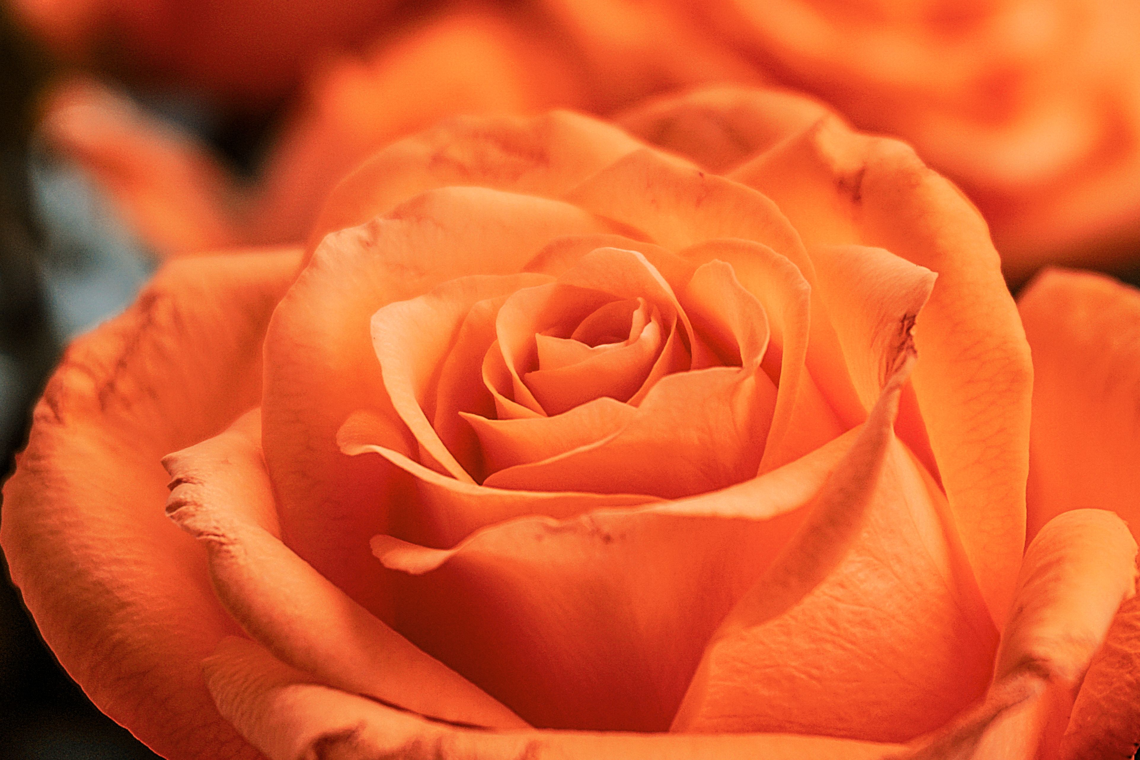 Detailed macro shot of a vibrant orange rose in full bloom, showcasing its intricate petals.