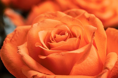 Free Orange Flower in Close Up Photography Stock Photo