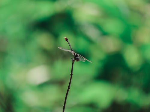 Free Brown Dragonfly Perched on Brown Stem in Tilt Shift Lens Stock Photo