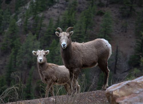 Free Two bighorn sheep standing in a mountainous area in Lytton, BC, Canada. Stock Photo