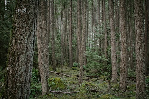Gratis Foto stok gratis alam, di luar rumah, hutan Foto Stok