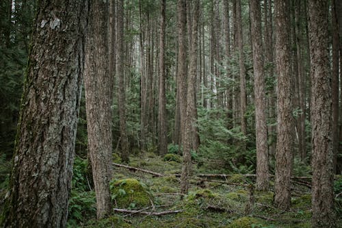 Hardwood Forest and Pine Trees