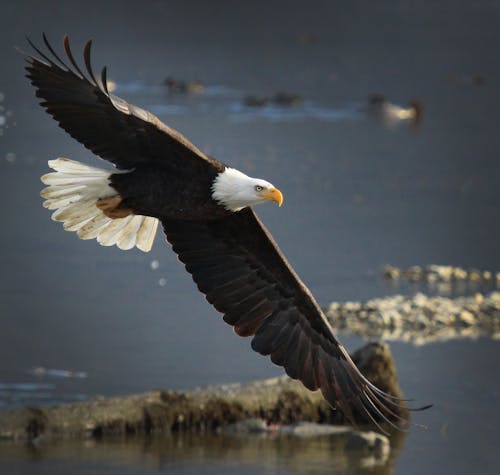Free Bald Eagle Soaring In The Sky Stock Photo