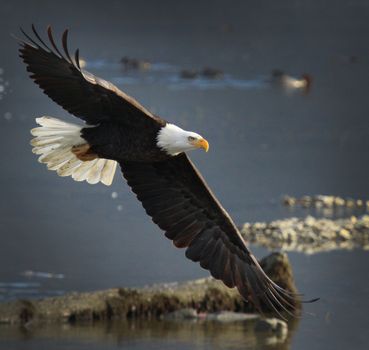 Bald Eagle Soaring In The Sky