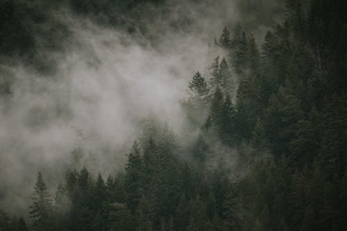 Green Trees Under White Clouds