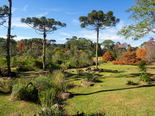 Gratis arkivbilde med araucaria angustifolia, blå himmel, grønne trær