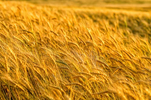 Free Golden Wheat Field Stock Photo