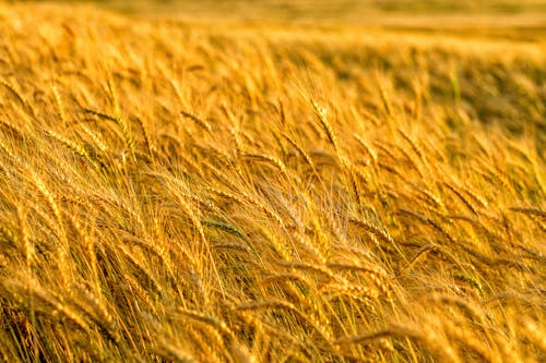 Golden Wheat Field