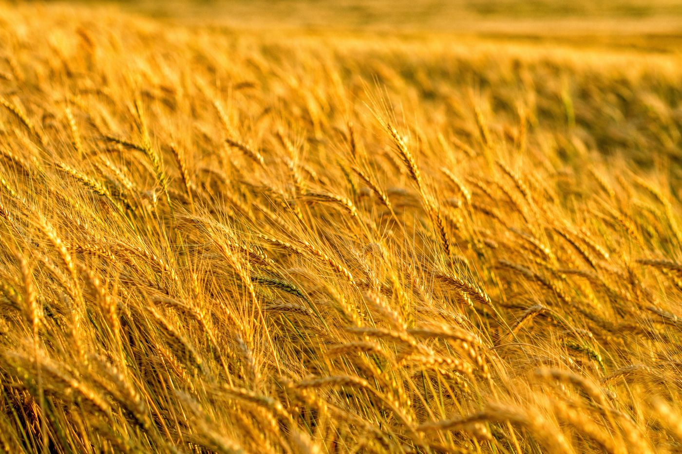 A sunlit grain field representing agricultural sourcing