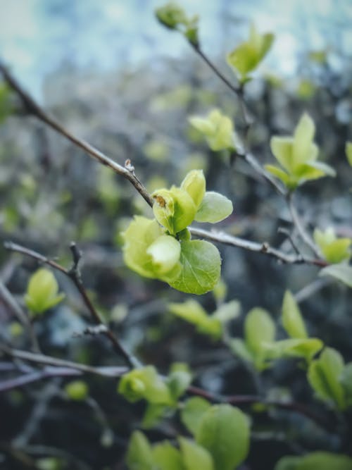 Green Leaves of a Plant in Close-up Photography