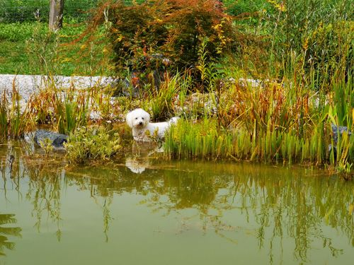 Free stock photo of cute dog, water pond, white dog Stock Photo