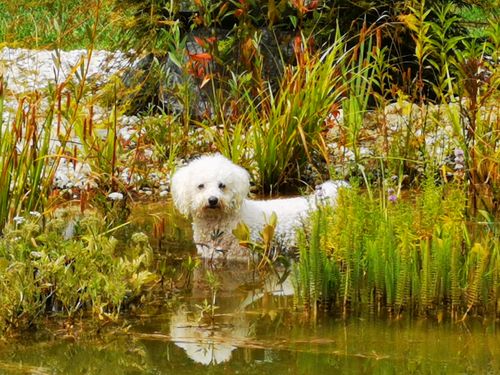 Free stock photo of cute dog, pond, white dog Stock Photo