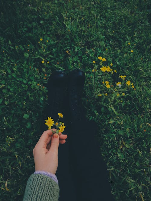Free A Person Holding Yellow Flowers Stock Photo