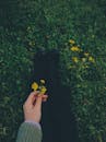 A Person Holding Yellow Flowers