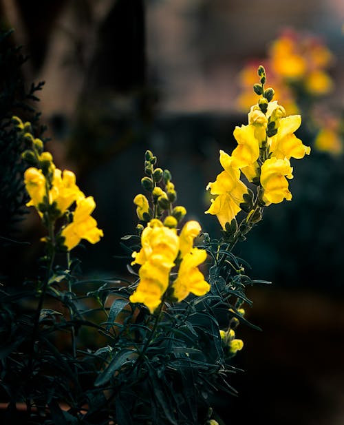 盛開的花朵, 美麗的花, 黃色 的 免費圖庫相片