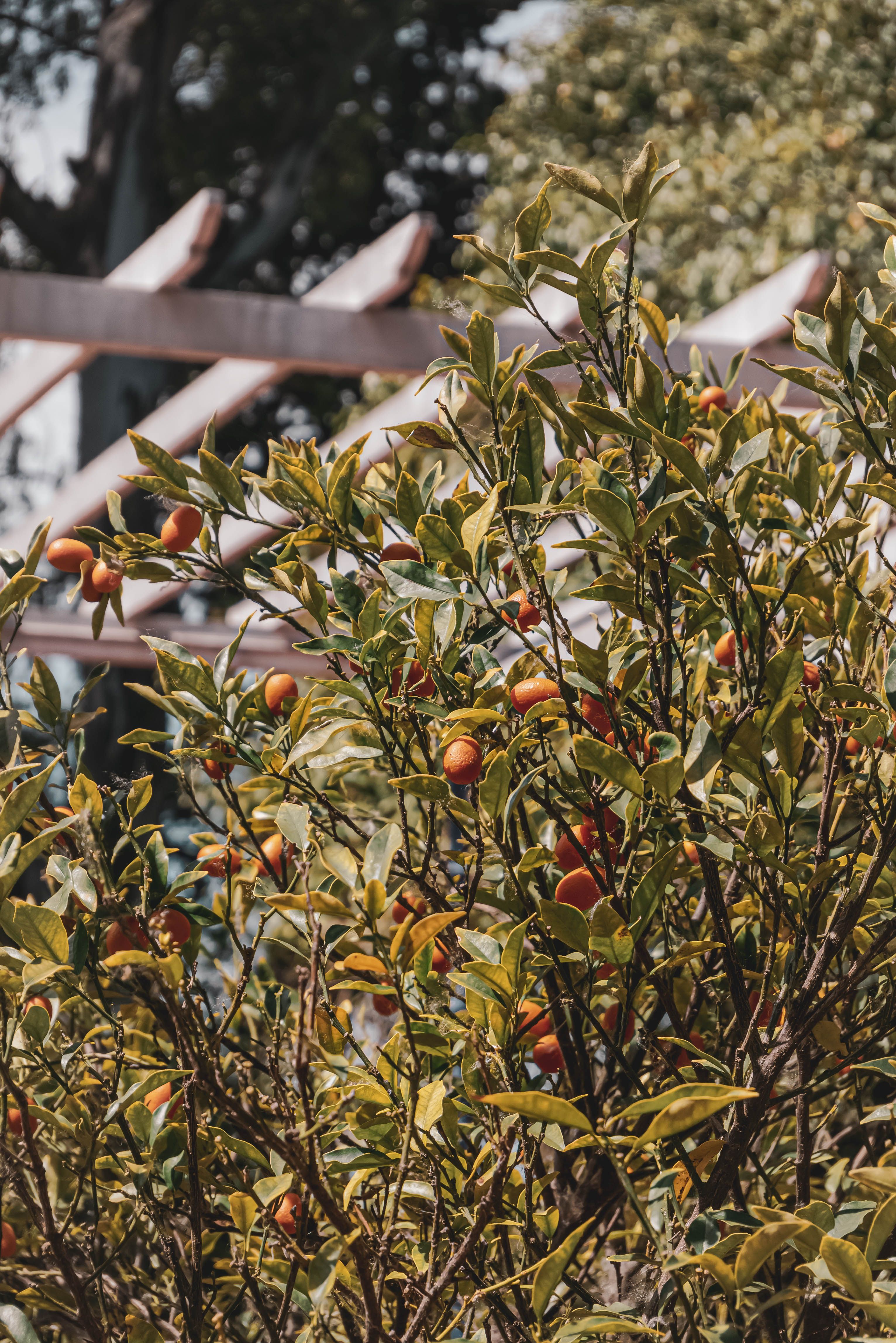 Kumquats orange mûrs sur une branche feuillue