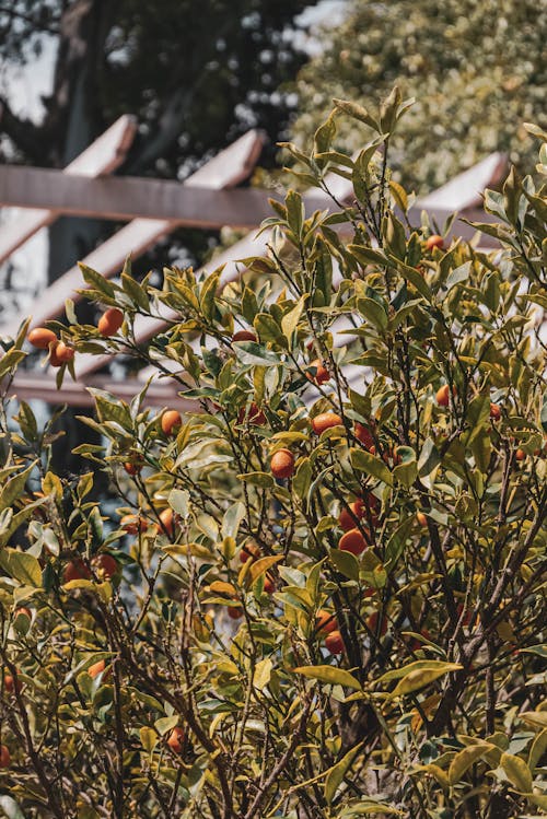 Orange Kumquat Fruits on a Tree