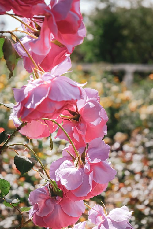 Free stock photo of beautiful nature, blossom, flowers