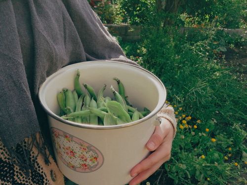 Free A close-up of a woman holding a pot filled with freshly harvested peas in a lush garden. Stock Photo