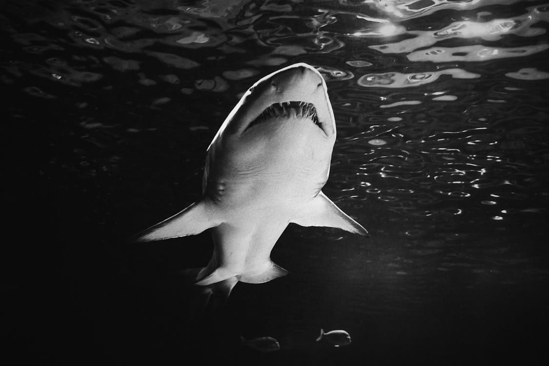 Free Grayscale Photo of a Shark Stock Photo